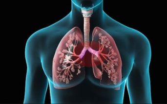 Bronchi