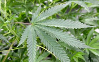 Cannabis