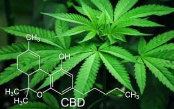 Cannabis