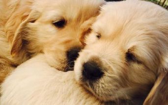 Cuccioli