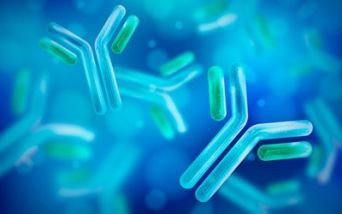 Immunoglobuline