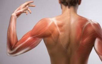 Muscoli