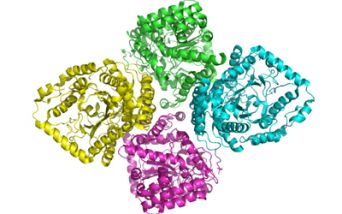 Proteine