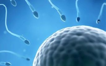 Ovulo e spermatozoi