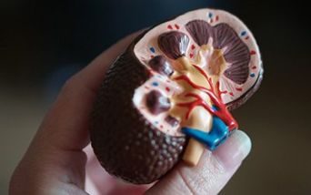 Glomerulopatia da C3: malattia rarissima dei reni
