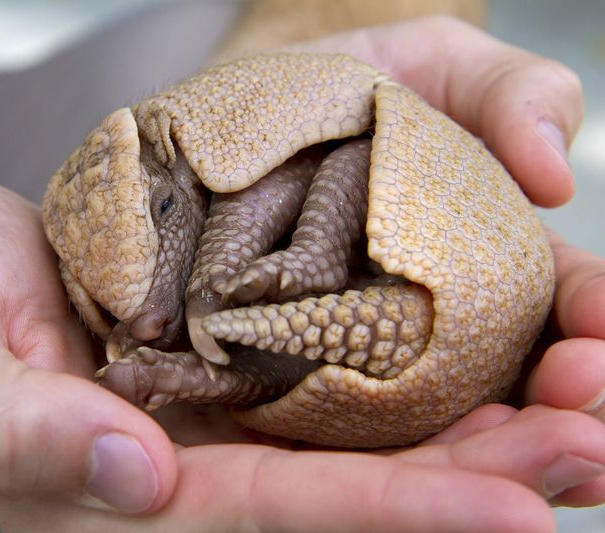 Foto di un armadillo