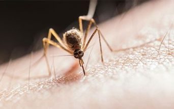 zanzara e contagio west nile virus