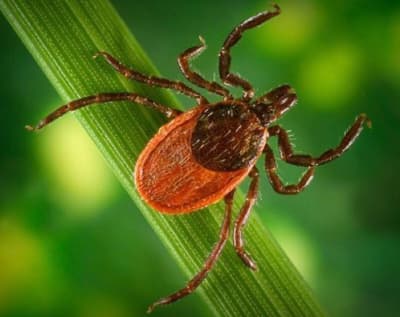 malattia di Lyme, zecca